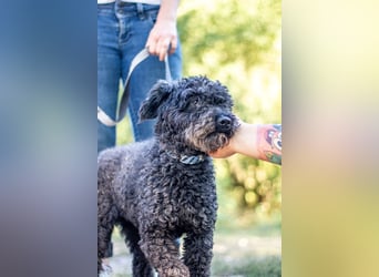 Emma, fröhliche Puli/Pumimixhündin, ca. 3 Jahre, ca. 40 cm, ca. 12 kg *in 47198 Duisburg*