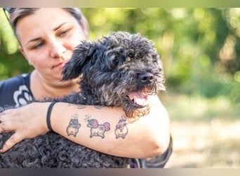 Emma, fröhliche Puli/Pumimixhündin, ca. 3 Jahre, ca. 40 cm, ca. 12 kg *in 47198 Duisburg*