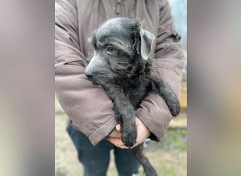LEO - Kleiner Puli-Mix, allergikerfreundlich, sucht ein liebevolles Für-immer-Zuhause