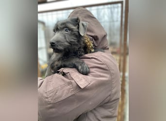 LEO - Kleiner Puli-Mix, allergikerfreundlich, sucht ein liebevolles Für-immer-Zuhause