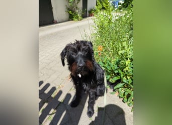 Allergikerfreundliche junge  Hündin, 44cm,  gepflegt, stubenrein