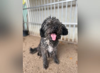 Bogancs, Puli-Mix, Rüde, geb. am 28.04.2011, 45 cm -Notfall-