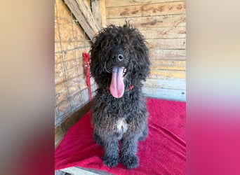Kurti, Puli-Mix, Rüde, ca. 1 Jahr, 45 cm
