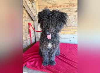 Kurti, Puli-Mix, Rüde, ca. 1 Jahr, 45 cm