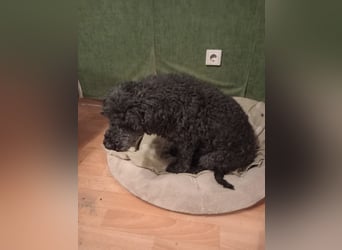 Borneo, Puli, Rüde, geb. am 18.02.2019, 45 cm,