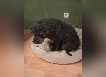 Borneo, Puli, Rüde, geb. am 18.02.2019, 45 cm,