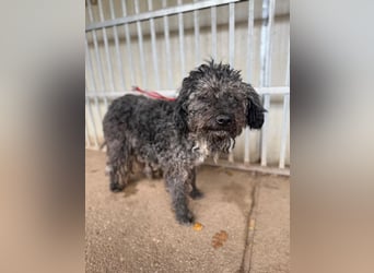 Bogancs, Puli-Mix, Rüde, geb. am 28.04.2011, 45 cm -Notfall-