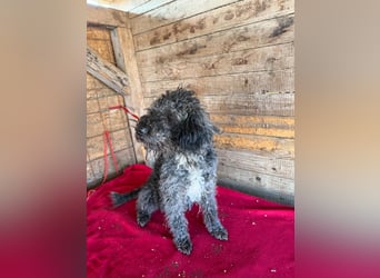 Bogancs, Puli-Mix, Rüde, geb. am 28.04.2011, 45 cm -Notfall-