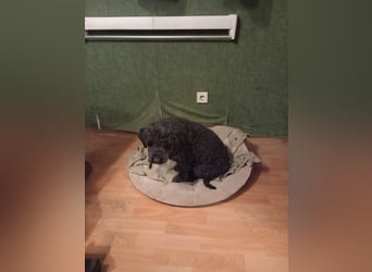 Borneo, Puli, Rüde, geb. am 18.02.2019, 45 cm,