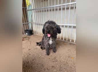 Bogancs, Puli-Mix, Rüde, geb. am 28.04.2011, 45 cm -Notfall-