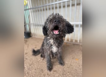 Bogancs, Puli-Mix, Rüde, geb. am 28.04.2011, 45 cm -Notfall-