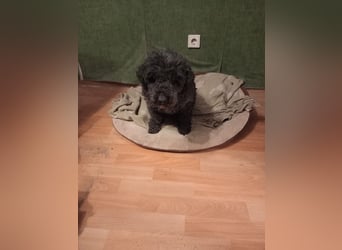 Borneo, Puli, Rüde, geb. am 18.02.2019, 45 cm,