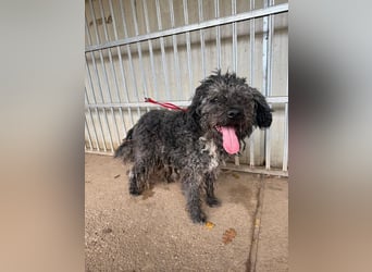 Bogancs, Puli-Mix, Rüde, geb. am 28.04.2011, 45 cm -Notfall-