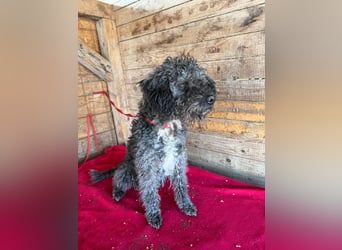 Bogancs, Puli-Mix, Rüde, geb. am 28.04.2011, 45 cm -Notfall-