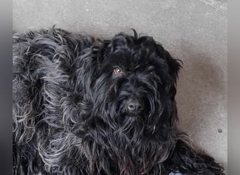Alfi, Puli-Mix, Rüde, ca. 4 Jahre, ca. 45 cm
