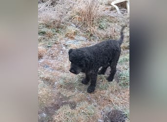 Borneo, Puli, Rüde, geb. am 18.02.2019, 45 cm,