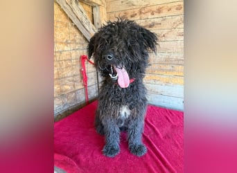 Kurti, Puli-Mix, Rüde, ca. 1 Jahr, 45 cm