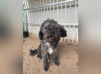 Bogancs, Puli-Mix, Rüde, geb. am 28.04.2011, 45 cm -Notfall-