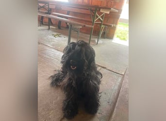 Alfi, Puli-Mix, Rüde, ca. 4 Jahre, ca. 45 cm