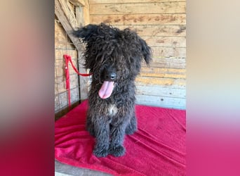 Kurti, Puli-Mix, Rüde, ca. 1 Jahr, 45 cm