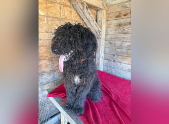 Kurti, Puli-Mix, Rüde, ca. 1 Jahr, 45 cm