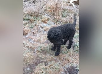 Borneo, Puli, Rüde, geb. am 18.02.2019, 45 cm,