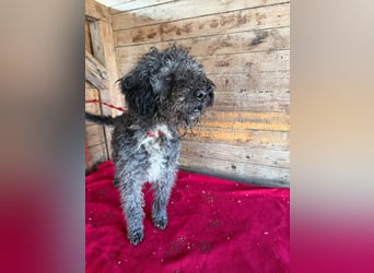 Bogancs, Puli-Mix, Rüde, geb. am 28.04.2011, 45 cm -Notfall-