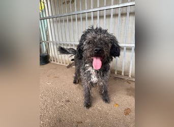 Bogancs, Puli-Mix, Rüde, geb. am 28.04.2011, 45 cm -Notfall-