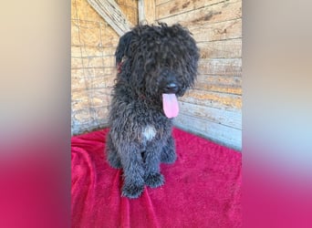 Kurti, Puli-Mix, Rüde, ca. 1 Jahr, 45 cm