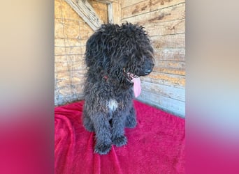Kurti, Puli-Mix, Rüde, ca. 1 Jahr, 45 cm