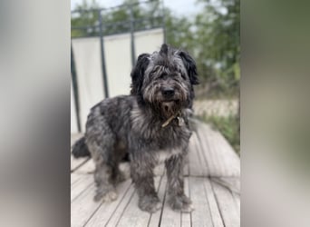 BUBBLE - Noch etwas unsicherer, kleiner Puli-Mix Rüde sucht ruhiges Zuhause