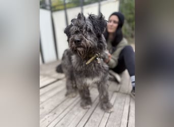 BUBBLE - Noch etwas unsicherer, kleiner Puli-Mix Rüde sucht ruhiges Zuhause