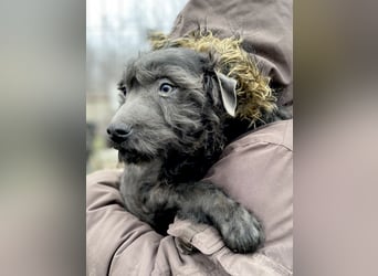 LEO - Kleiner Puli-Mix, allergikerfreundlich, sucht ein liebevolles Für-immer-Zuhause