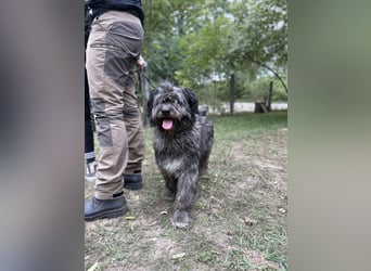 BUBBLE - Noch etwas unsicherer, kleiner Puli-Mix Rüde sucht ruhiges Zuhause