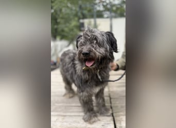 BUBBLE - Noch etwas unsicherer, kleiner Puli-Mix Rüde sucht ruhiges Zuhause