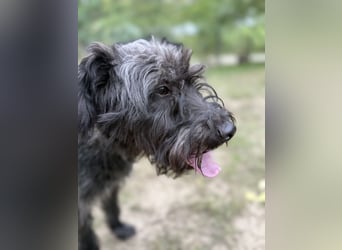 BUBBLE - Noch etwas unsicherer, kleiner Puli-Mix Rüde sucht ruhiges Zuhause