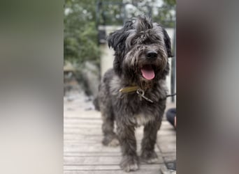 BUBBLE - Noch etwas unsicherer, kleiner Puli-Mix Rüde sucht ruhiges Zuhause
