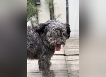 BUBBLE - Noch etwas unsicherer, kleiner Puli-Mix Rüde sucht ruhiges Zuhause
