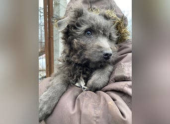 FINN - Puli-Mix Welpe, allergikerfreundlich, mit grünen Augen sucht ein Zuhause voller Liebe