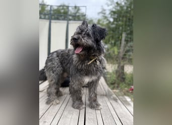 BUBBLE - Noch etwas unsicherer, kleiner Puli-Mix Rüde sucht ruhiges Zuhause