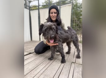 BUBBLE - Noch etwas unsicherer, kleiner Puli-Mix Rüde sucht ruhiges Zuhause