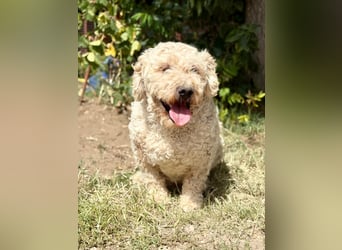 GROF - Menschenbezogener Senior auf der Suche nach seinem Glück