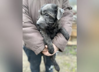 LEO - Kleiner Puli-Mix, allergikerfreundlich, sucht ein liebevolles Für-immer-Zuhause