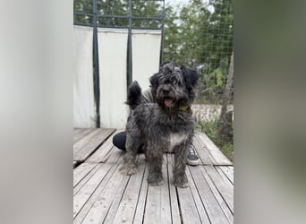 BUBBLE - Noch etwas unsicherer, kleiner Puli-Mix Rüde sucht ruhiges Zuhause