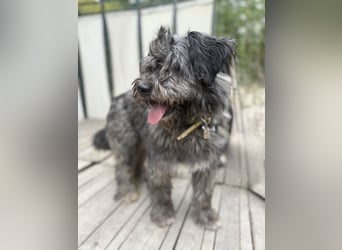 BUBBLE - Noch etwas unsicherer, kleiner Puli-Mix Rüde sucht ruhiges Zuhause