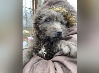 FINN - Puli-Mix Welpe, allergikerfreundlich, mit grünen Augen sucht ein Zuhause voller Liebe