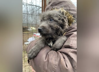 FINN - Puli-Mix Welpe, allergikerfreundlich, mit grünen Augen sucht ein Zuhause voller Liebe