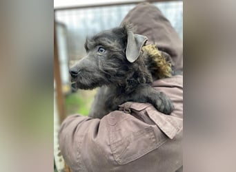 LEO - Kleiner Puli-Mix, allergikerfreundlich, sucht ein liebevolles Für-immer-Zuhause