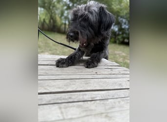 BUBBLE - Noch etwas unsicherer, kleiner Puli-Mix Rüde sucht ruhiges Zuhause