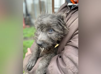 FINN - Puli-Mix Welpe, allergikerfreundlich, mit grünen Augen sucht ein Zuhause voller Liebe